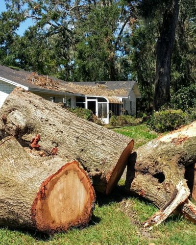 Florida hurricane damaged tree removal